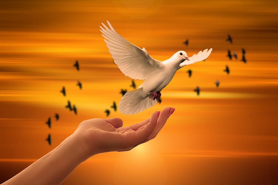 Dove, Peace
