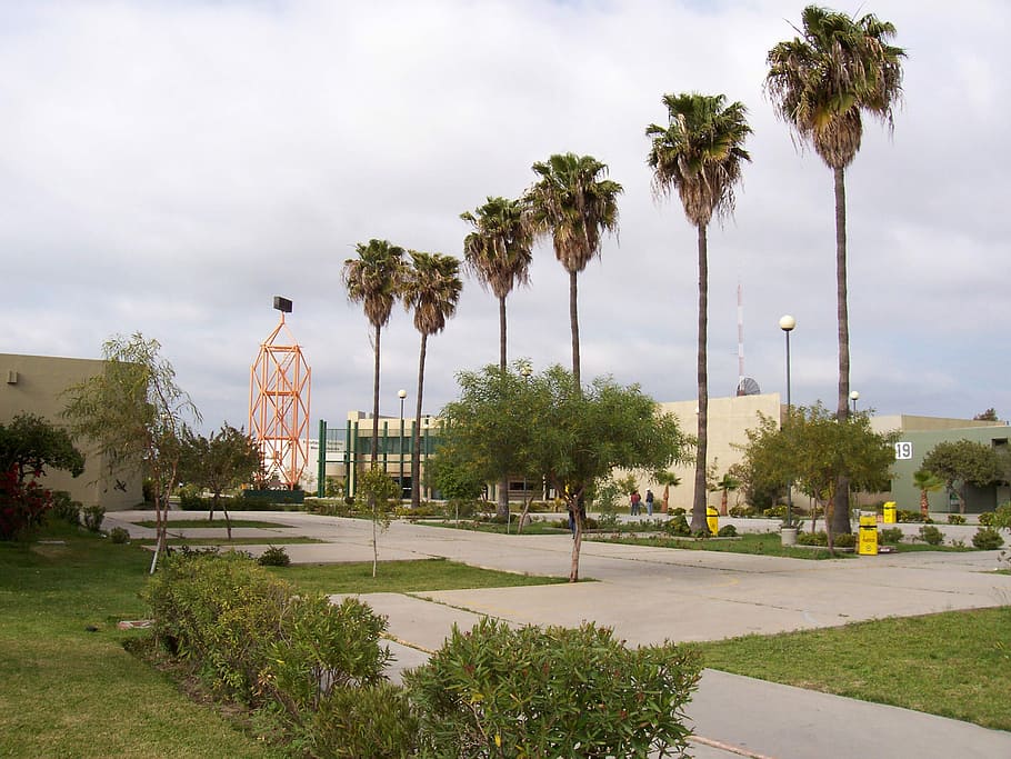 uabc community center, UABC, Community Center, Tijuana, Baja California, Mexico, fotos, dominio público, árboles, arquitectura