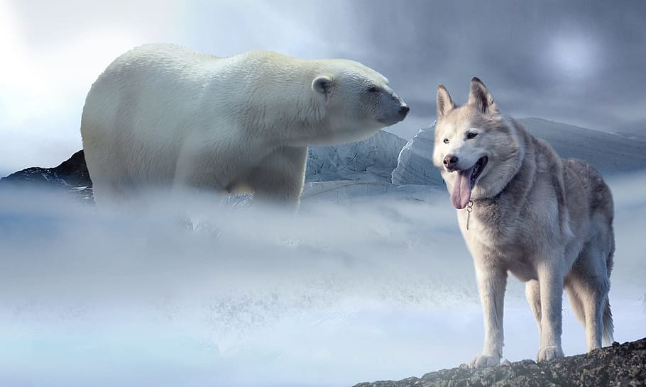 polar, oso, lobo, hielo, nieve, oso polar, husky, glaciar, edad de hielo, invierno
