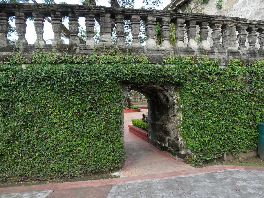 ivy covered, ivy, gate, wall, structure, architecture, built structure, plant, green color, growth