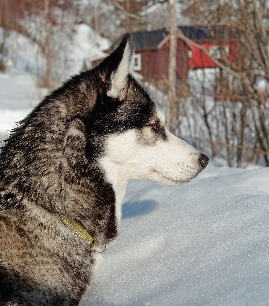 husky, dog, pet, animal, breed, portrait, siberian, domestic, outdoor, profile