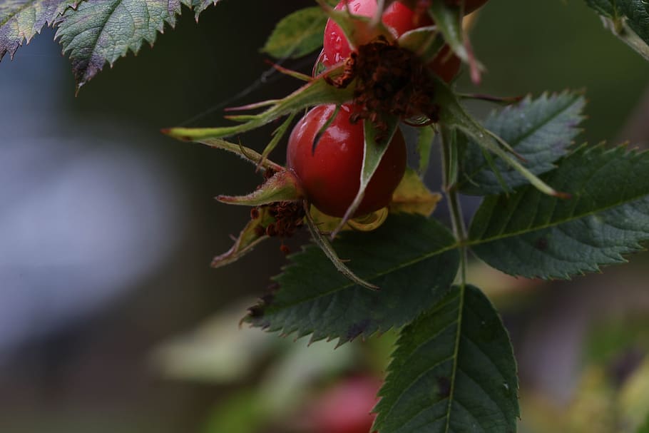rose-hip, herb, growth, plant, nature, food and drink, food, fruit, plant part, leaf