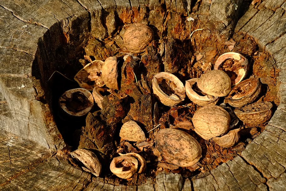 nusschalen, tree, nuts, nut, shell, nature, walnut, tree nut, food, walnuts