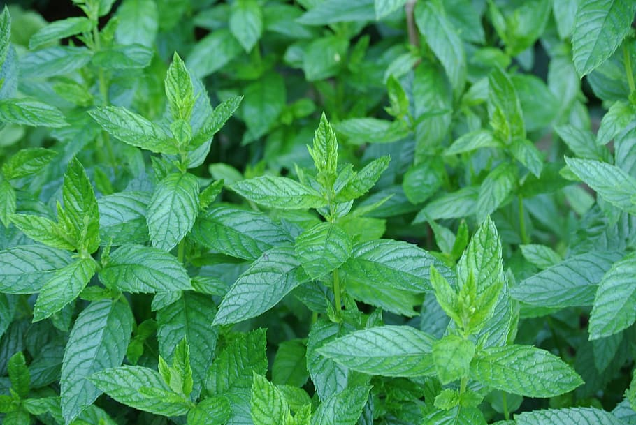 green leaves, mint, herbs, tee, nature, leaves, medicinal herbs, peppermint tea, healthy, green color