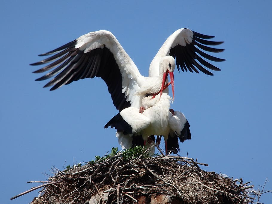 animal, stork, bird, migratory, nest, spring, nature, animal Nest, wildlife, white Stork