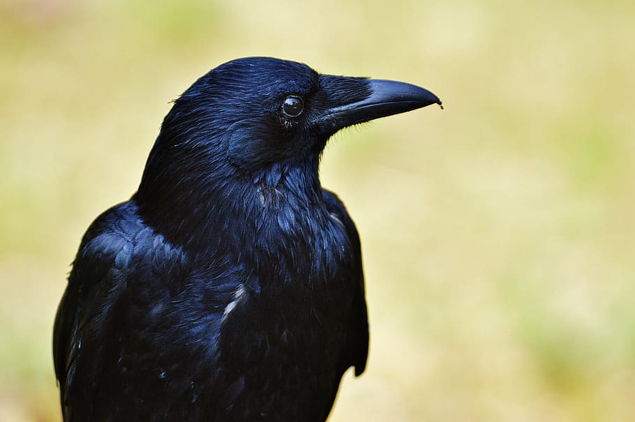 cuervo negro, cuervo, pájaro cuervo, negro, pájaro, mosca, cuenta, animal, pluma, carroña