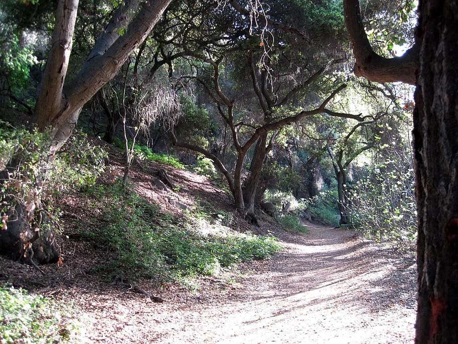 outdoors, marshall canyon, path, forest, landscape, nature, california, trail, tree, plant