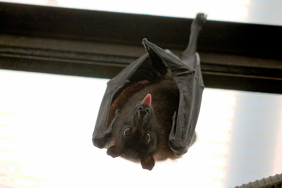 black, bat, perched, wall, flying fox, vampire, language, nice, one animal, low angle view