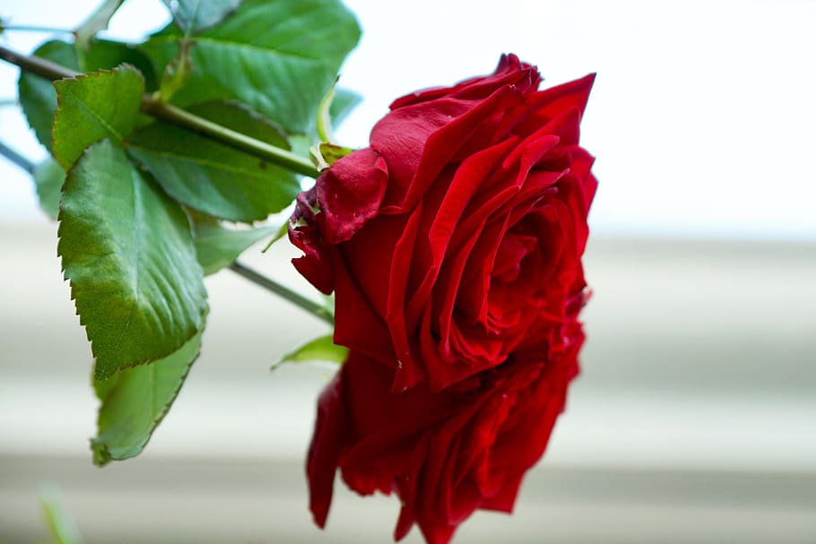 rosas rojas, rosa, rojo, amor, rosa roja, flor, florecer, rosas, romántico, dar