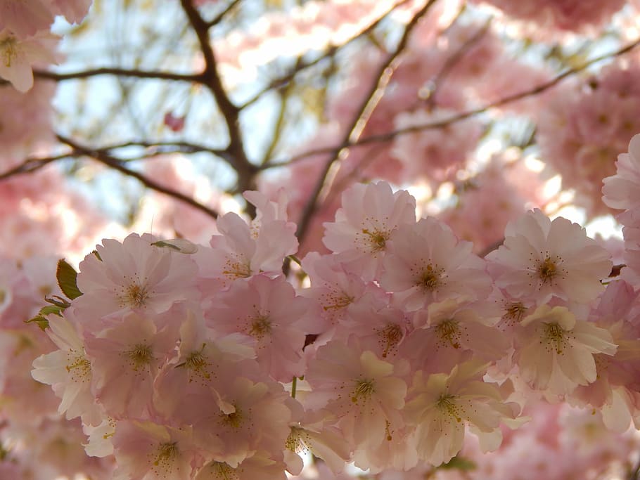 spring, the attempt, glass, pink, tree, flower, flowering plant, fragility, plant, freshness