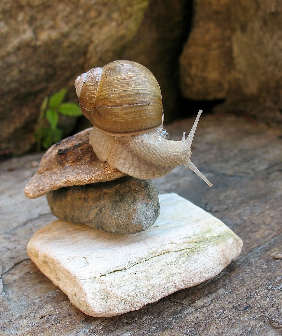 brown, snail, balance rock, a pet, acrobatics, white, rocks, balance, animal, nature
