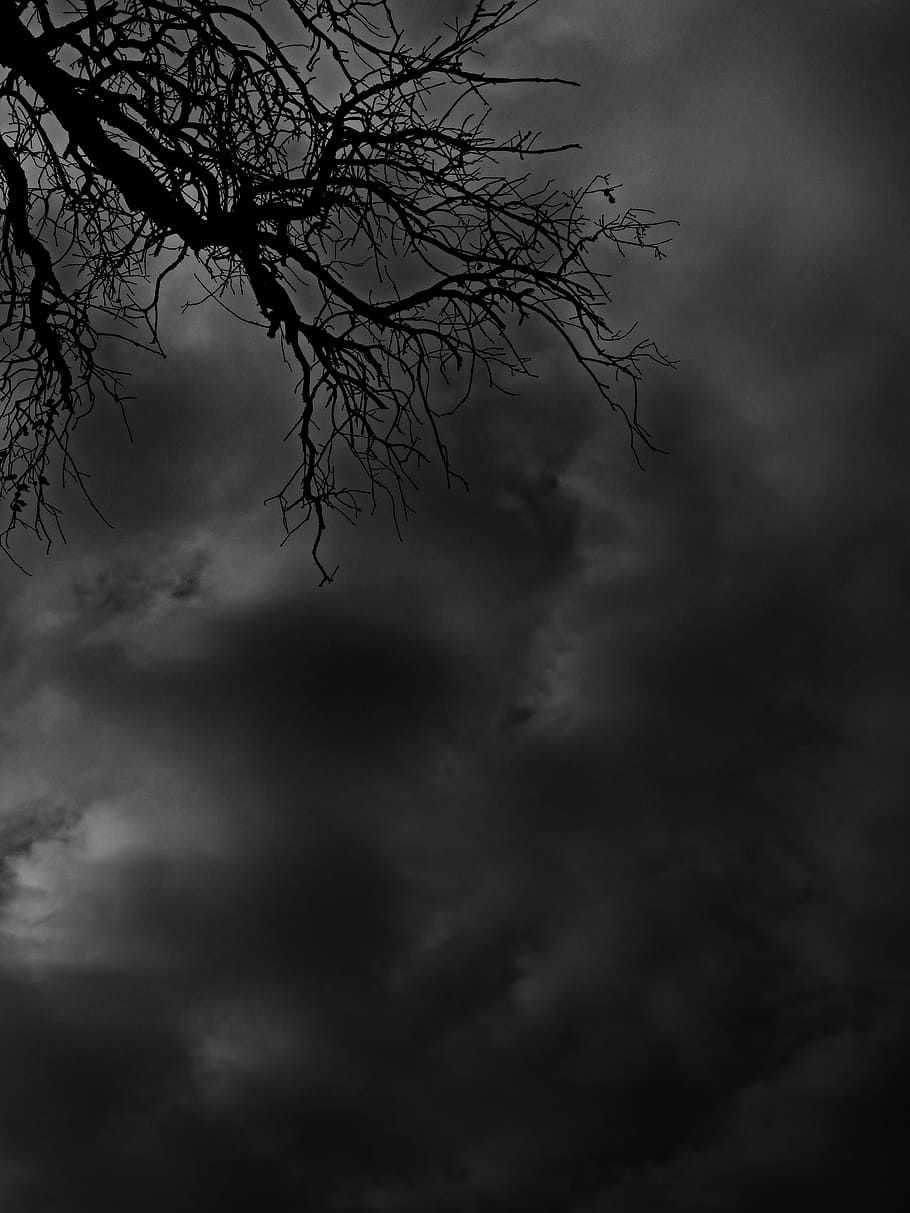 Branches, Clouds, Mystery, Terror, symbol, fear, horror, cloud - sky, bare tree, nature