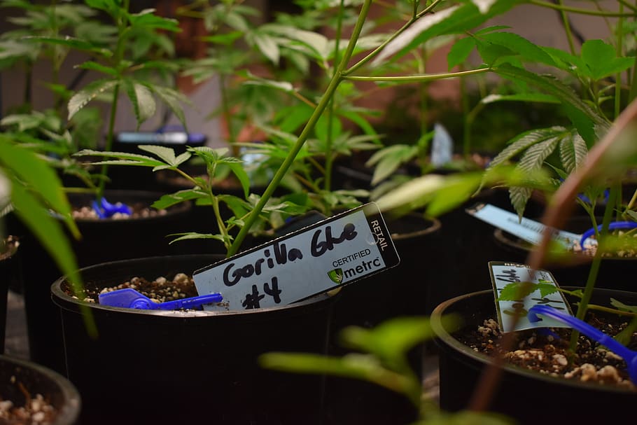 cannabis, marijuana, weed, pot, ganja, seed to sale tracking, cloning, plant, leaf, communication