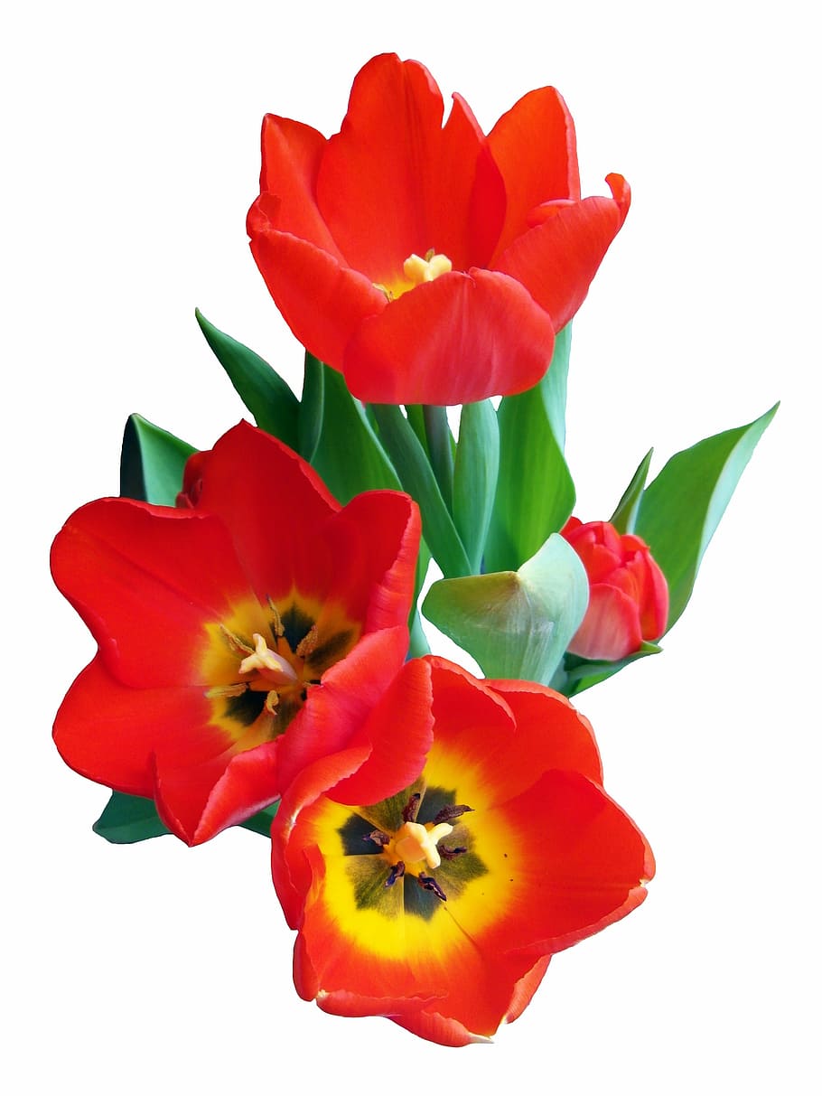 vermelho, amarelo, flores, tulipa, primavera, flor, strauss, cebolas, holanda, isolado