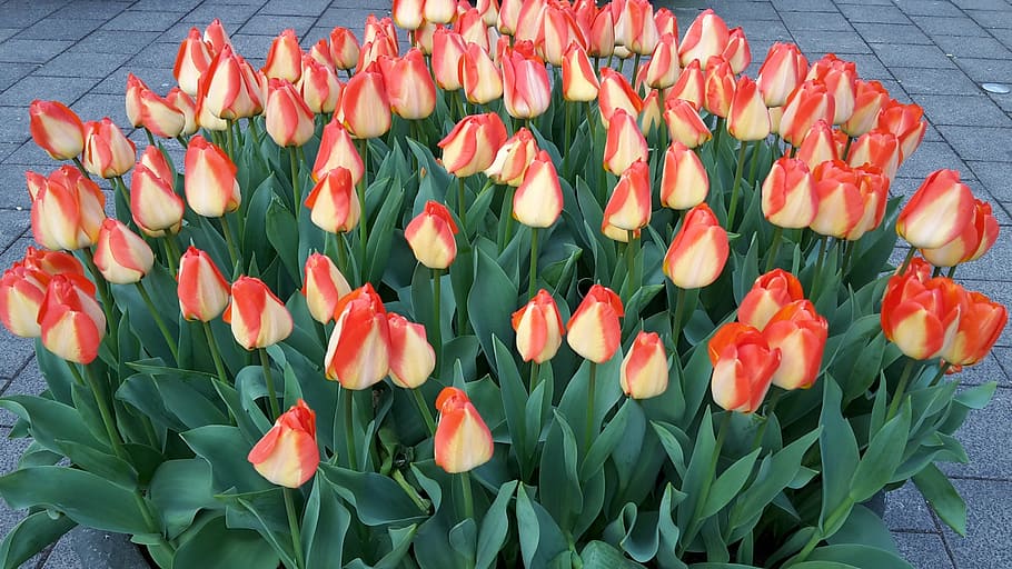 tulips, amsterdam, netherlands, flower, flowering plant, freshness, beauty in nature, tulip, vulnerability, fragility