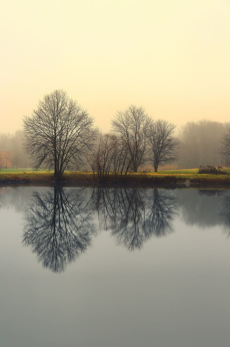 optical, illusion photography, tree, body, water, bare trees, body of water, reflection, nature, two toned