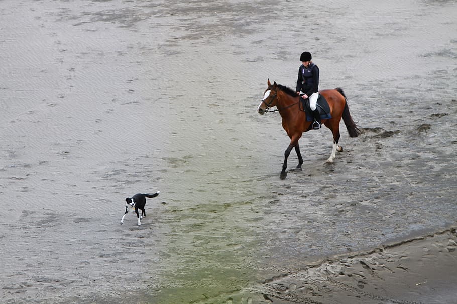 persona, equitación, perro, corriendo, durante el día, jinete, playa, caballo, Border Collie, canino