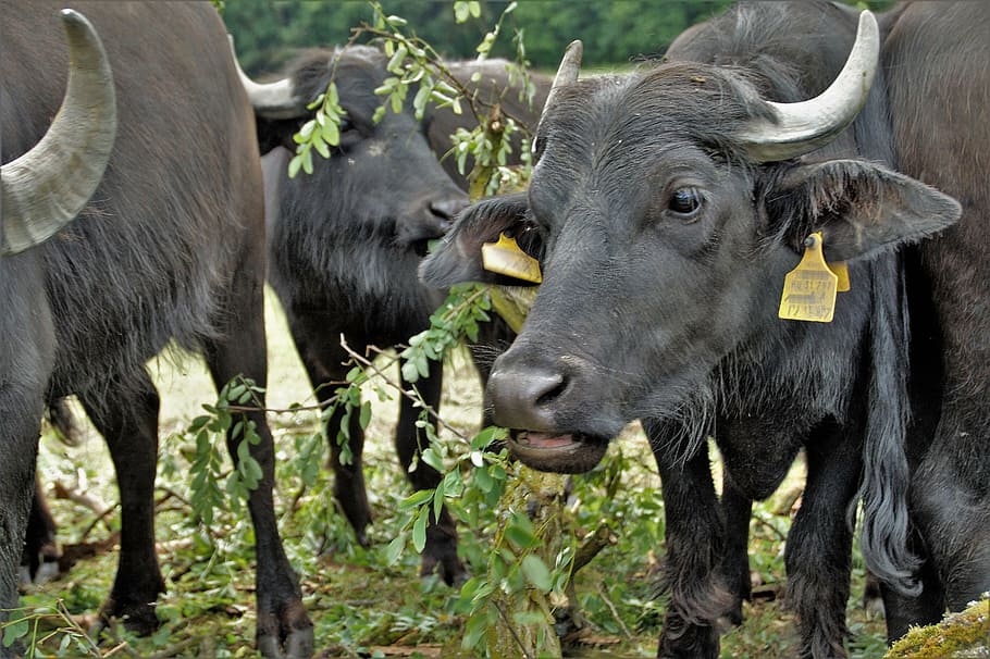 búfalo, vaca, preto, fêmea, leite, animal de fazenda, rebanho, mamífero, temas animais, grupo de animais