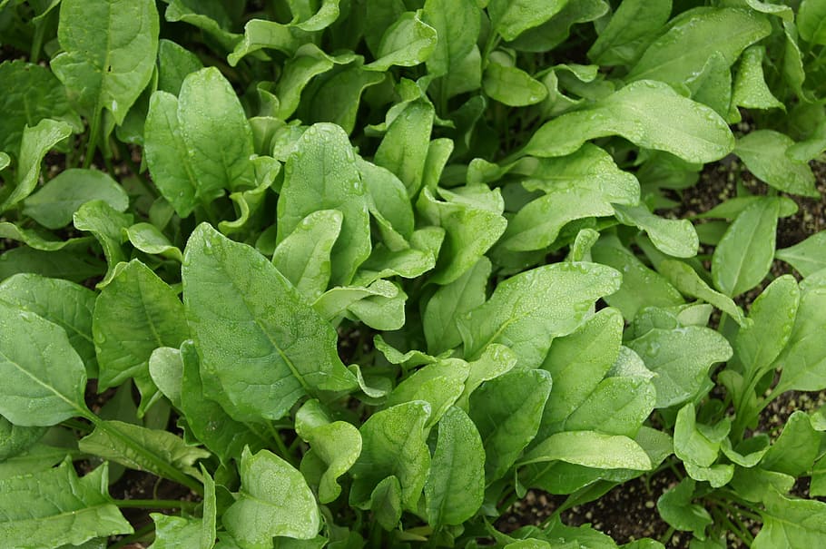 close-up photo, green, leaf plants, spinach, vegetables, vegetable, green color, leaf, plant part, food and drink