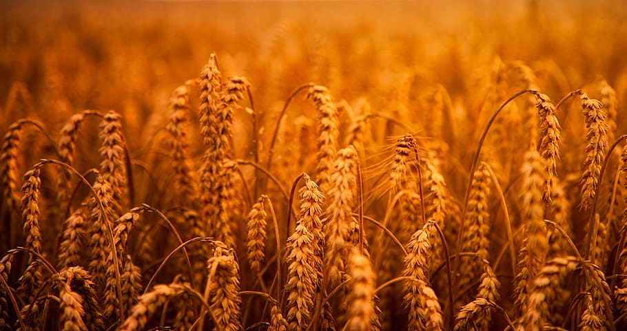 close, photography, brown, wheat field, close up photography, wheat, grain, hdr, field, crop