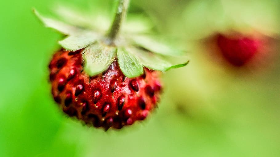 strawberry, plant, food, fruit, fresh, close-up, red, food and drink, green color, berry fruit