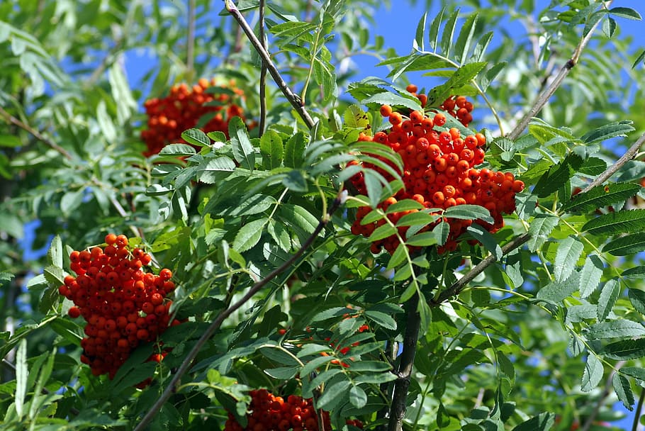 rowan, bush, tree, branches, fruit, red, berries, balls, nature, green