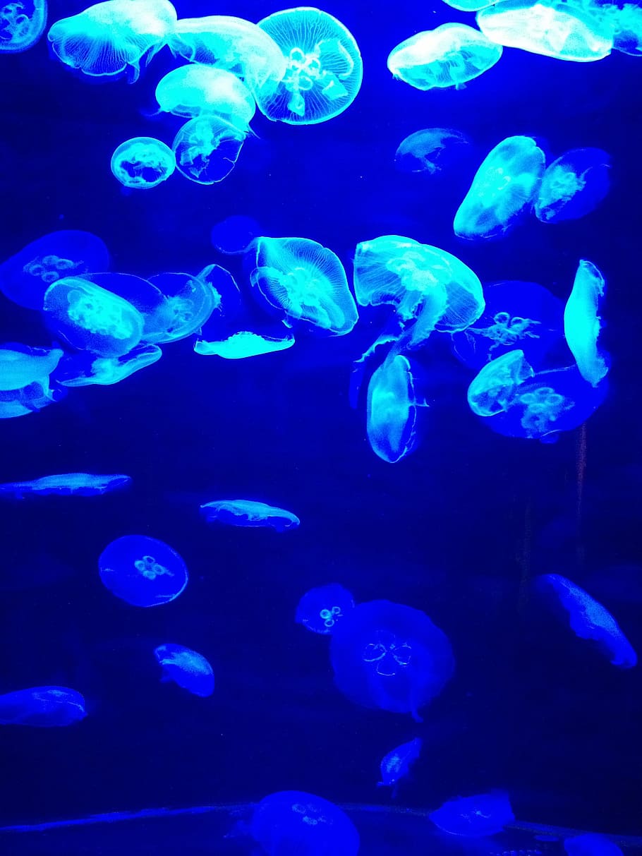 blue, jellyfish, water, sea, fish, marine, ocean, underwater, life, animal