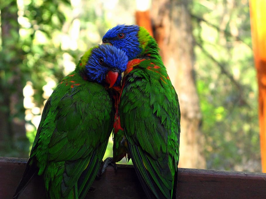 two, blue-and-green parrot, top, brown, surface, rainbow lorikeet, zoo, love, couple, parrot