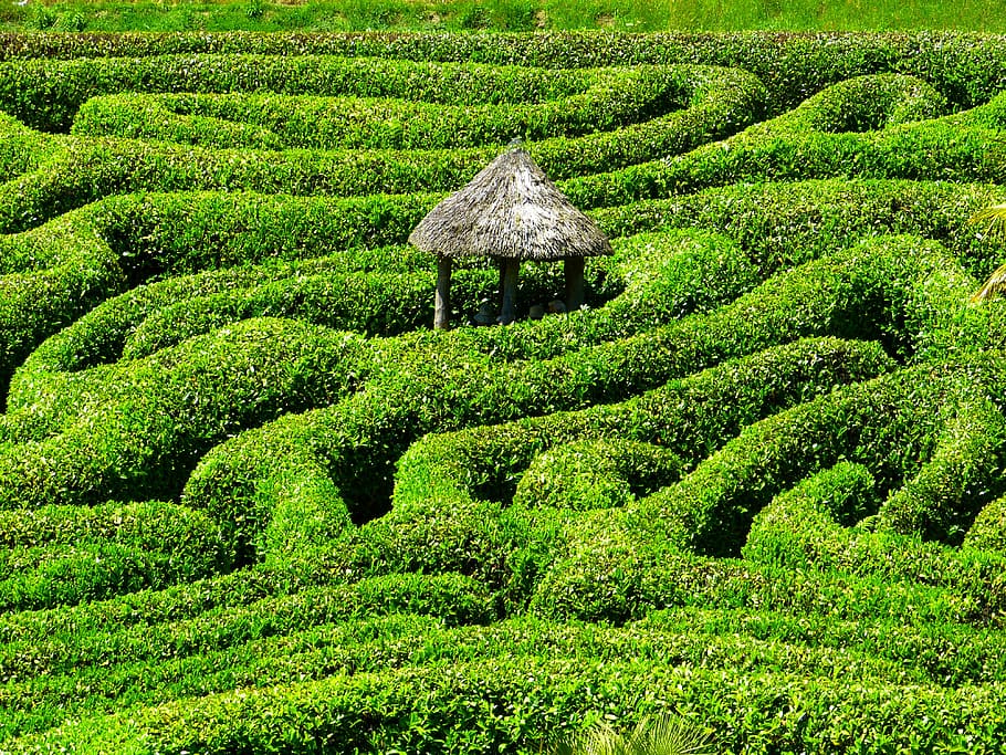 brown, tiki hut, middle, maze bush, day, maze, labyrinth, glendurgan, garden, cornwall