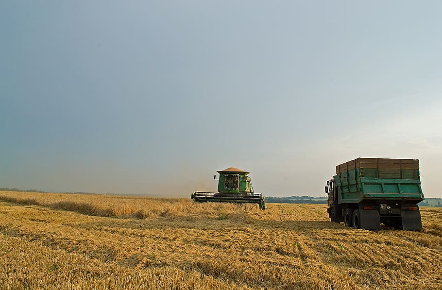 summer, harvest, field, nature, bread, ukraine, landscape, straw, spikes, sky