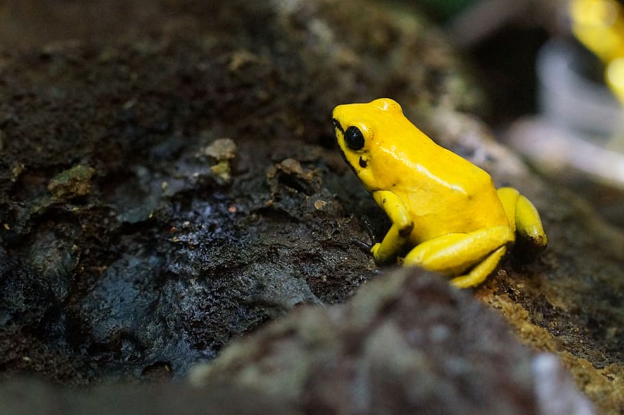 macro photography, yellow, Frog, Amphibian, Small, poison frog, close-up, animal wildlife, animal themes, day