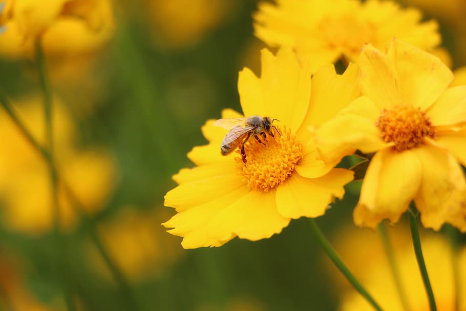 クムギョグク, ミツバチ, 植物, 花, 自然, タビサ, 6月, 花畑, 黄色, 顕花植物