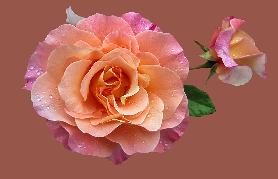 rosa, cerca, fotografía, jardín de rosas, noble rosa augusta luise, flor rosa, rosa - flor, pétalo, cabeza de flor, fragilidad