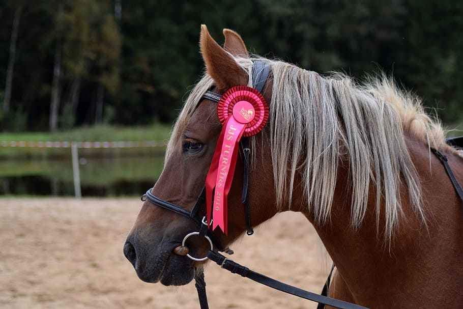 Horse, Equestrian, Brown, Ribbon, brown, ribbon, portrait, chestnut, field, summer, winner