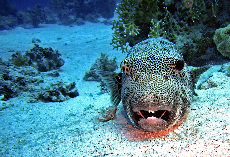 black, gray, fish, corals, diving, underwater, water, puffer fish, coral, sand