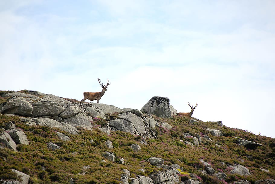 scotland, hirsch, mimpi pemburu, alam, lanskap, bukit, langit, rusa merah, hewan, berburu