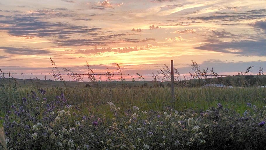 wildflowers, prairie, sunset, cloud - sky, sky, plant, tranquility, flower, flowering plant, beauty in nature