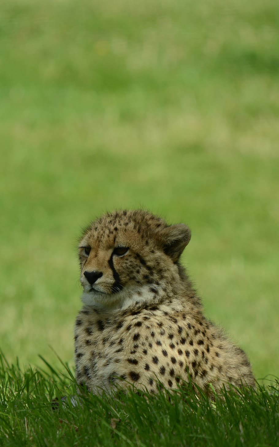 cheetah, young, predator, wildlife, animal, cub, wildlife park, shade, resting, animal themes