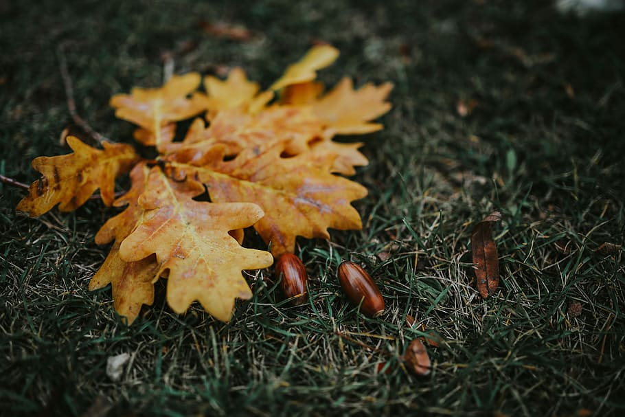 autumn, leaves, ground, Autumn leaves, yellow, mobile, smartphone, fall, brown, leaf