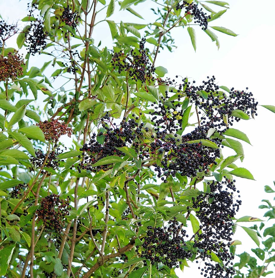 elderberries, black elderberry, Elderberries, Black Elderberry, lilac berries, bush, berries, black, fruits, sour, semi mature