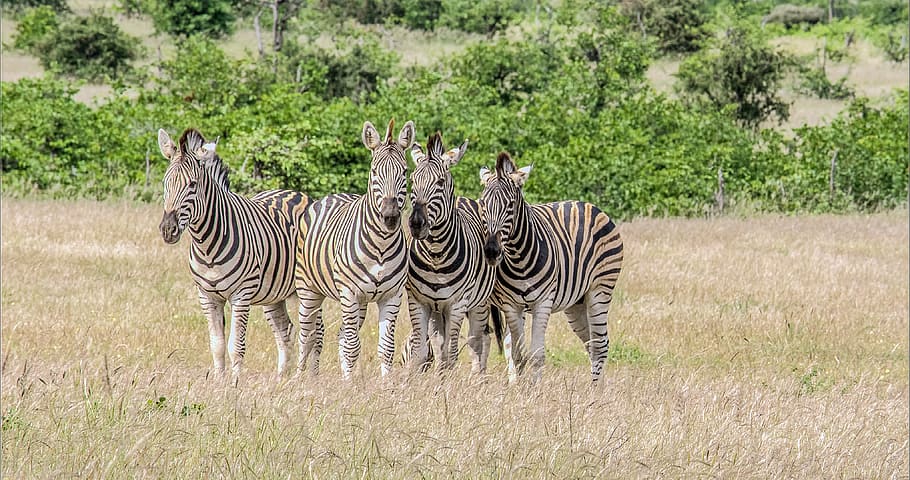 zebra, mammals, mala mala game reserve, wildlife, animals, safari, sabi sand, nature, african, animal