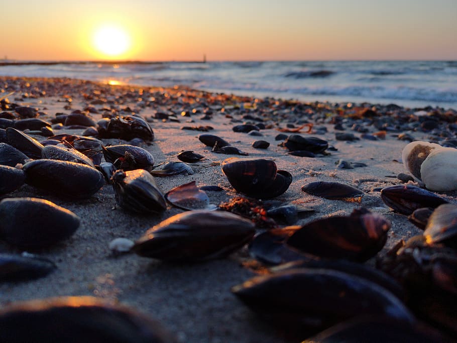 beach, mussels, sunrise, sea, water, land, sky, sunset, beauty in nature, horizon over water