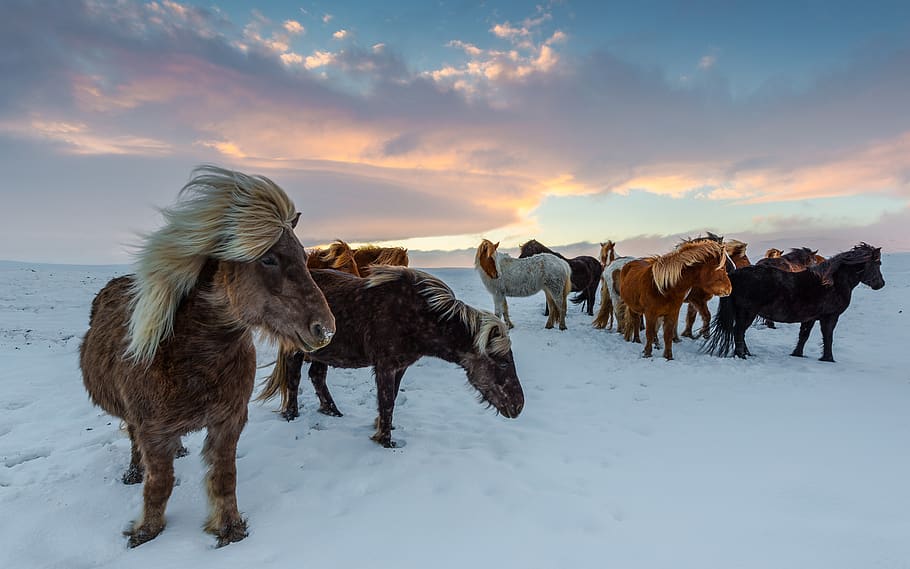 アイスランドの馬, 冬, 冷ややかな, winidg, 雪, 哺乳類, 家畜, ペット, 空, 動物