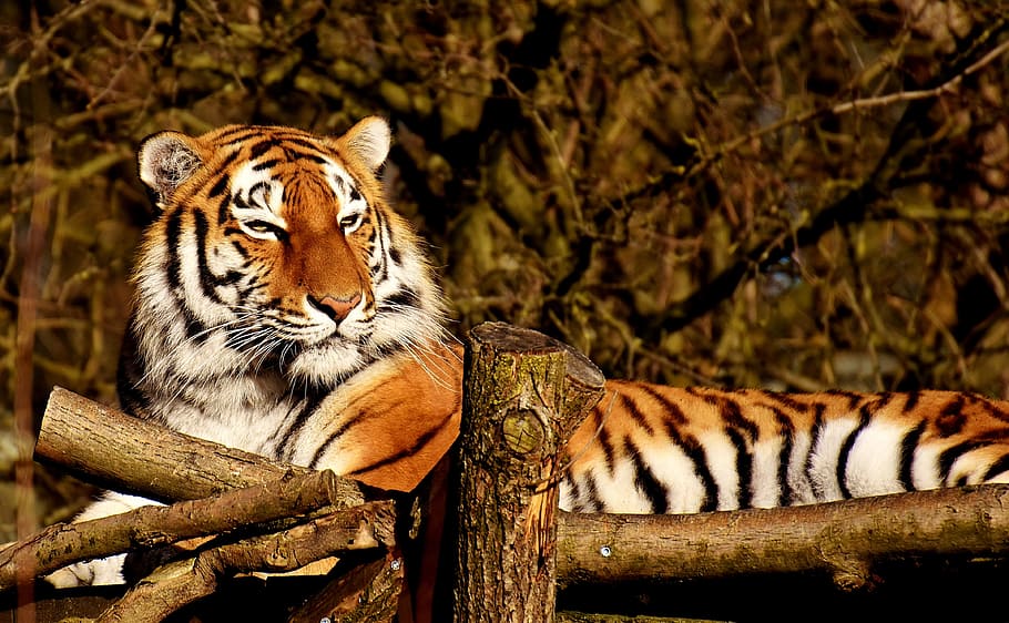 reclining, tiger, brown, wooden, bridge, predator, fur, beautiful, dangerous, cat