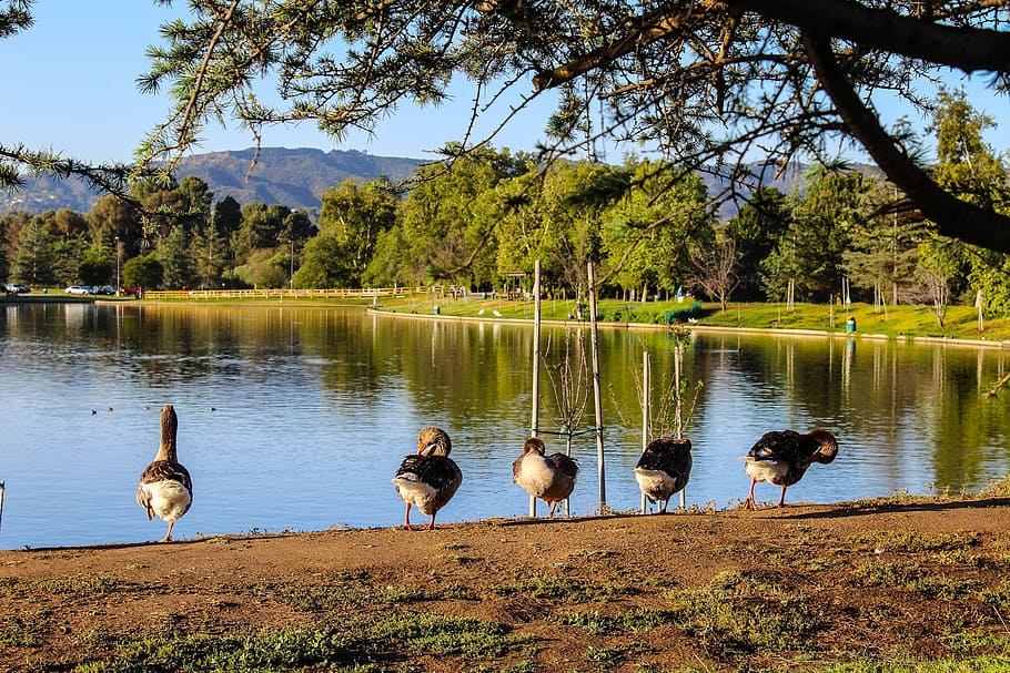 lake balboa, domestic geese, lake, water, scenery, peaceful, tranquil, serenity, family, group