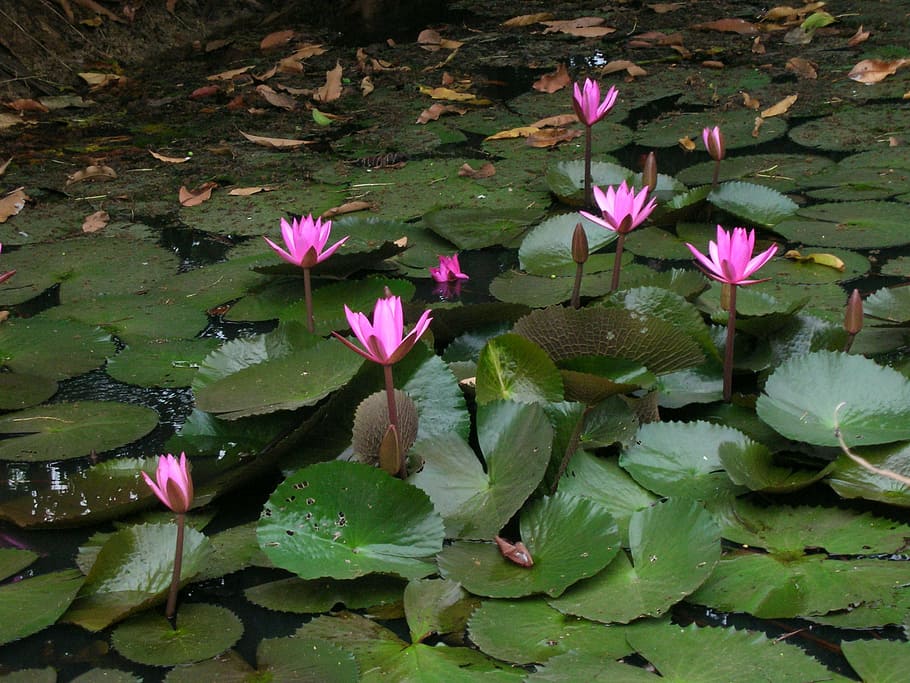 lotus pond, cambodia, lily pad, serenity, damai, lily air, alam, lotus lily air, kolam, tanaman