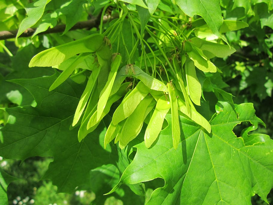 Acer Platanoides, Norway Maple, Maple, Tree, tree, fruit, flora, samaras, leaves, botany, plant