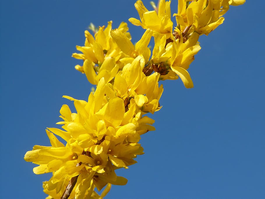 Forsítia, Primavera, Flor, Natureza, amarelo, azul céu, ramo, galho de floração, azul, céu