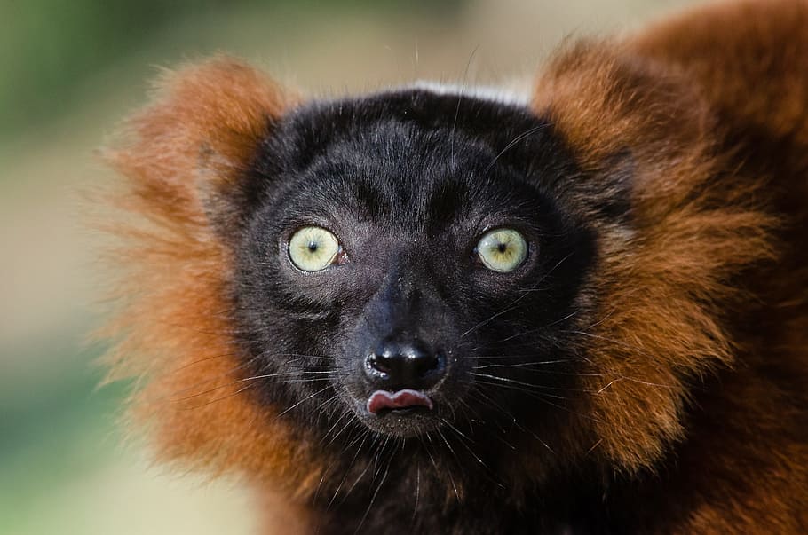 red ruffed lemur, portrait, head, fur, looking, close up, eyes, cute, fluffy, wildlife