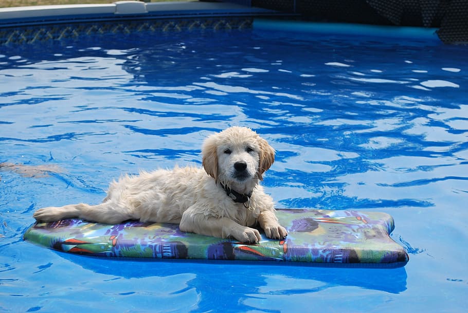 Cachorro, animal doméstico, golden retriever, cachorrinho, piscina, água, um animal, animais estimação, natação, animais de estimação